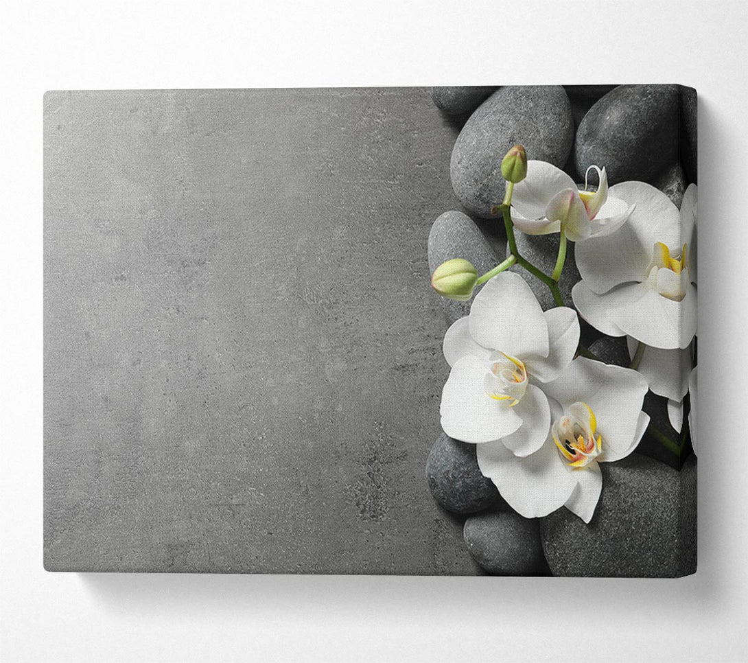Picture of White Orchid on grey pebbles Canvas Print Wall Art