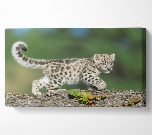 Leopardenjunges läuft auf einem Ast