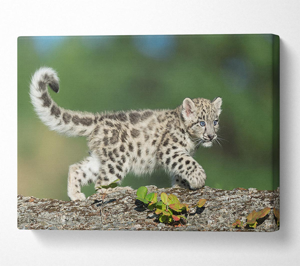 Picture of Leopard Cub walking a branch Canvas Print Wall Art