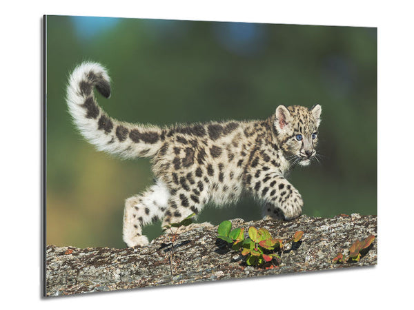 Leopard Cub walking a branch Metal Print