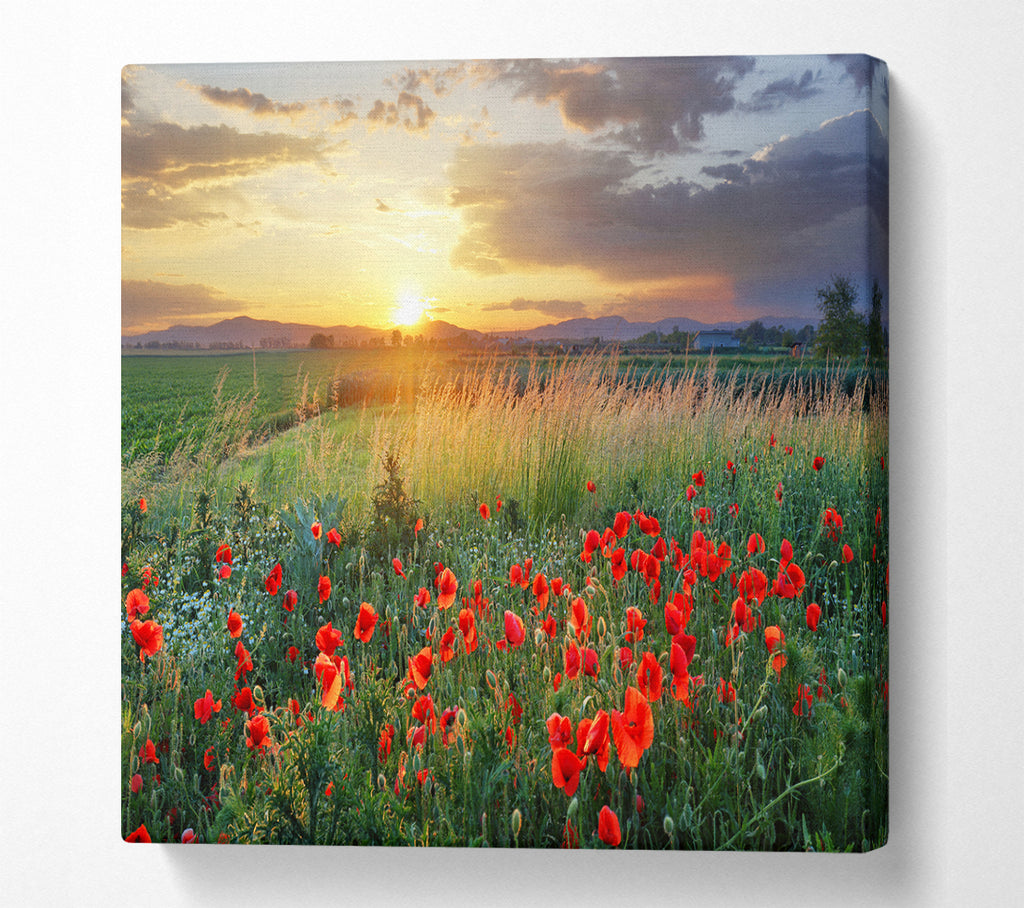 A Square Canvas Print Showing Red poppies in the green countryside Square Wall Art