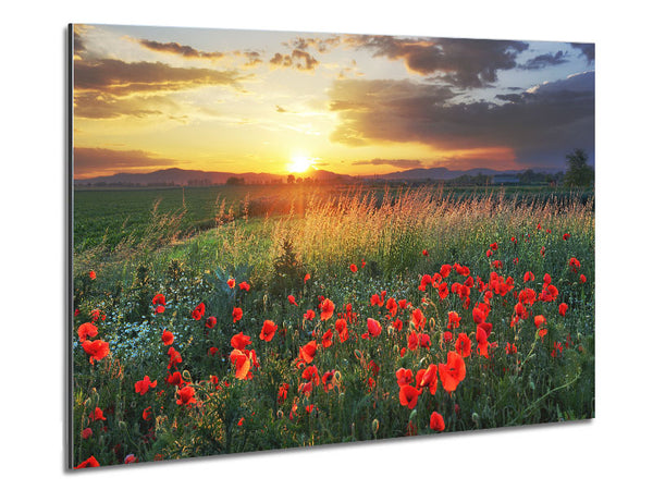 Red poppies in the green countryside Metal Print