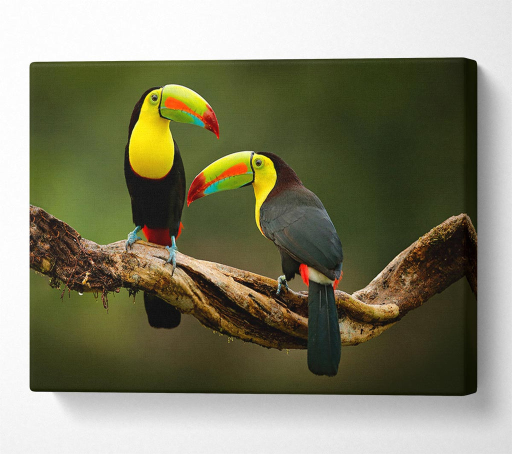 Picture of Two Toucans on branch Canvas Print Wall Art