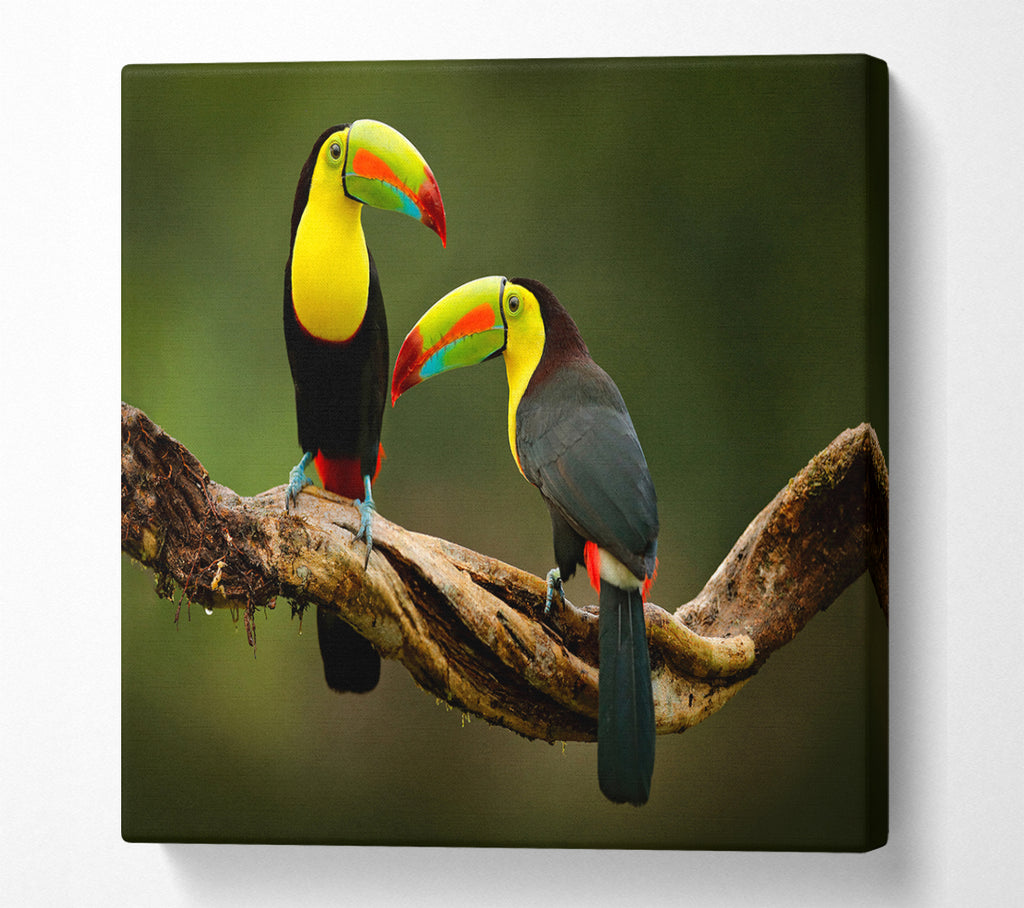 A Square Canvas Print Showing Two Toucans on branch Square Wall Art