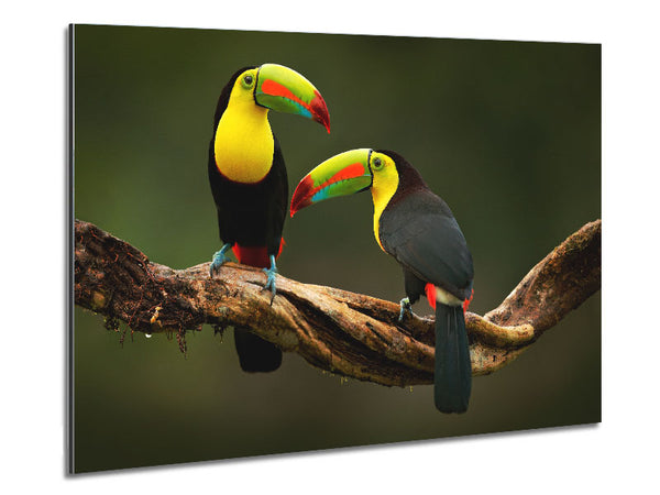 Two Toucans on branch
