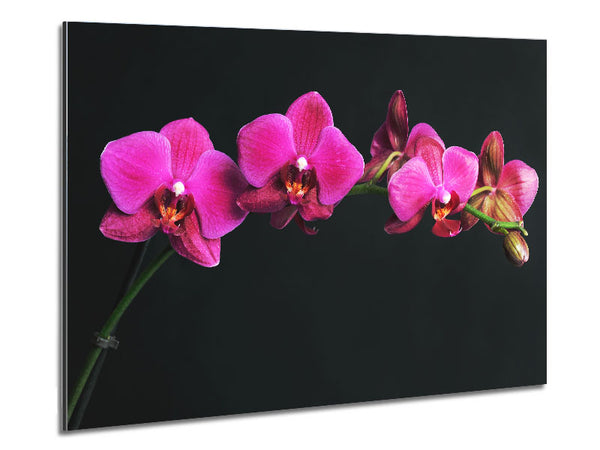 Pink Orchids Curve