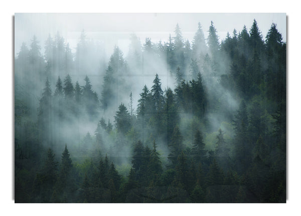 Mist in the dense woods