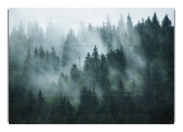 Nebel im dichten Wald