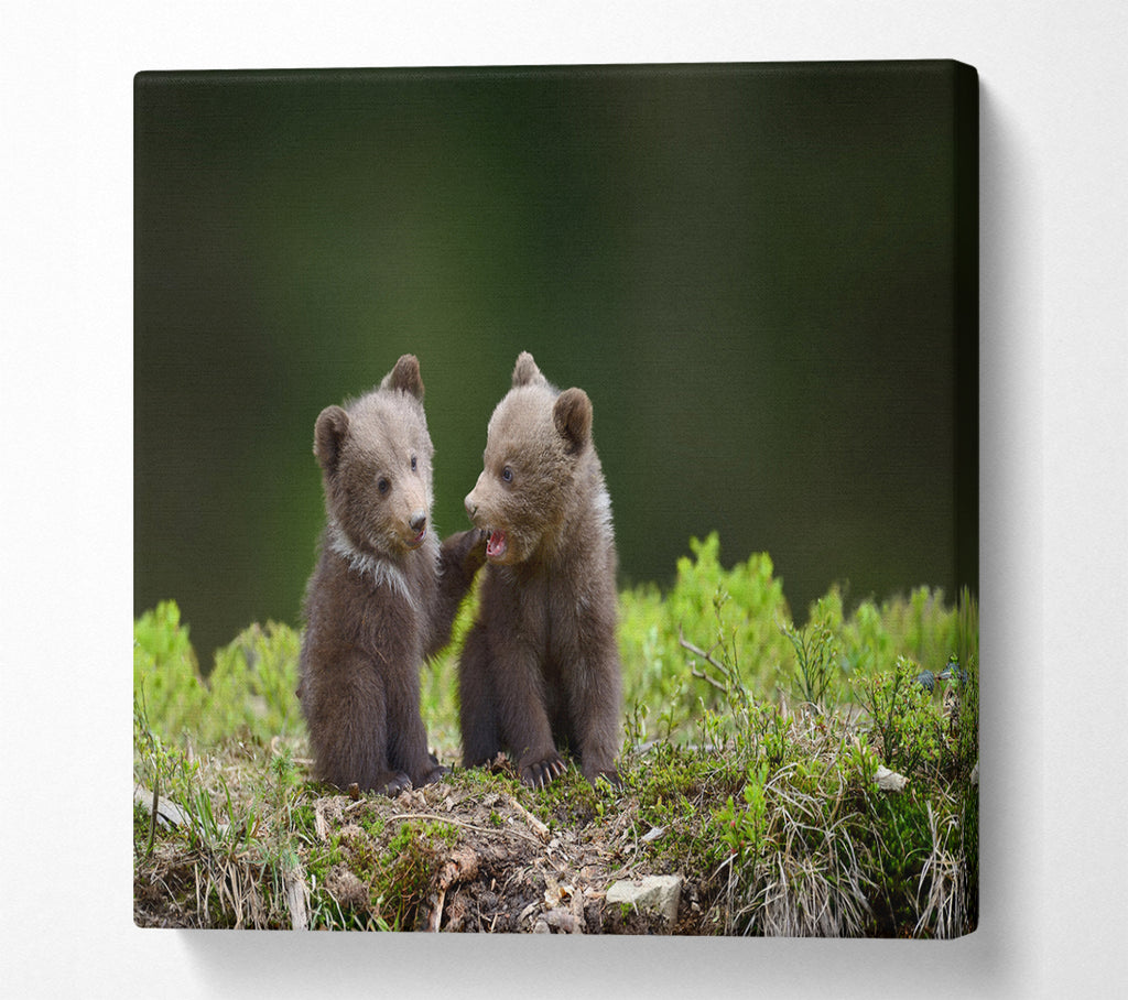 A Square Canvas Print Showing Two bear cubs playing Square Wall Art