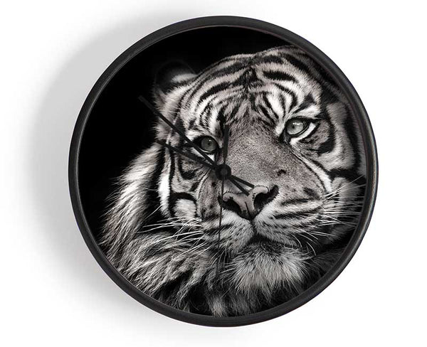 Handsome Black and white tiger Clock - Wallart-Direct UK