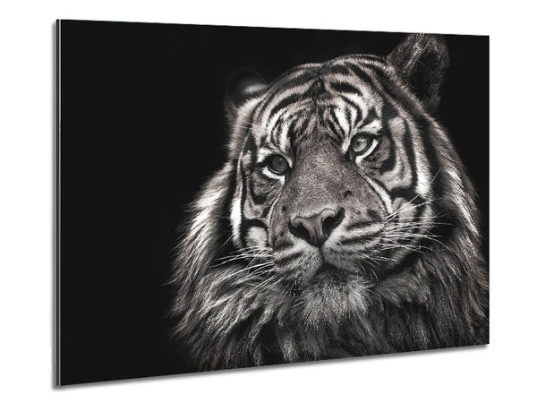 Handsome Black and white tiger Metal Print