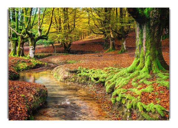 Sanfter, flacher Bach, Wald