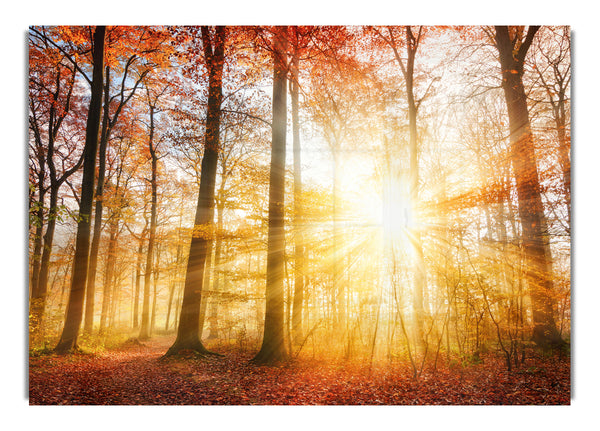 Großartiger britischer Herbstwald
