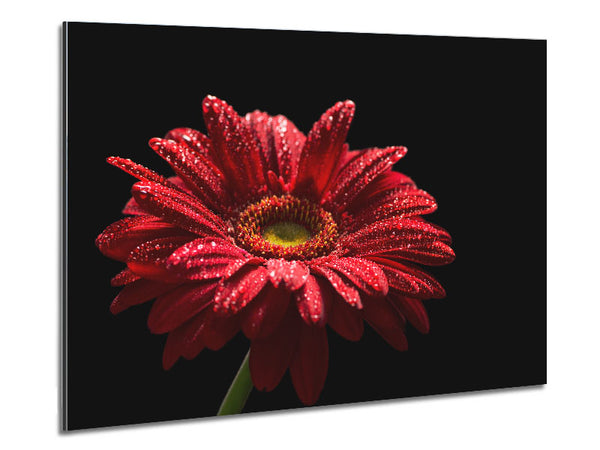 Red gerbera with rain droplets