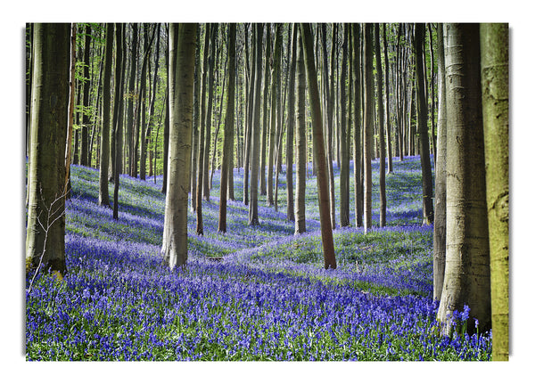 Atemberaubend schöner Spaziergang durch den lila Wald