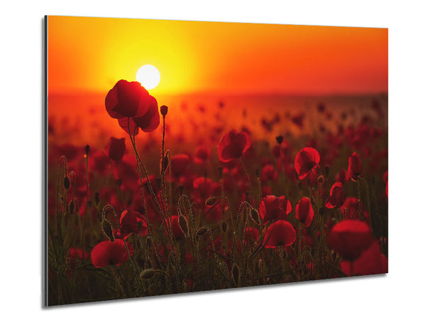 Poppies in the sunset reds