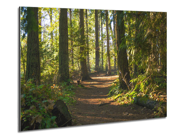 British woodland walk trale Metal Print