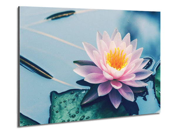 Lotus auf dem See aus nächster Nähe