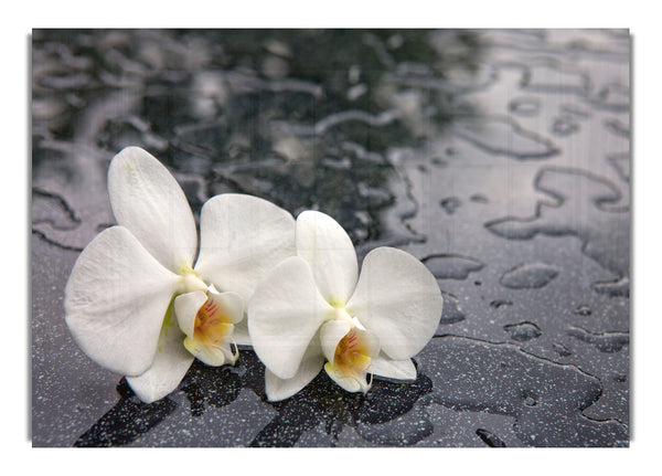 Orchideenköpfe im Wasser