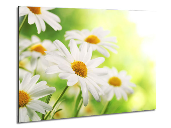 Gänseblümchen aus der Nähe leuchtend