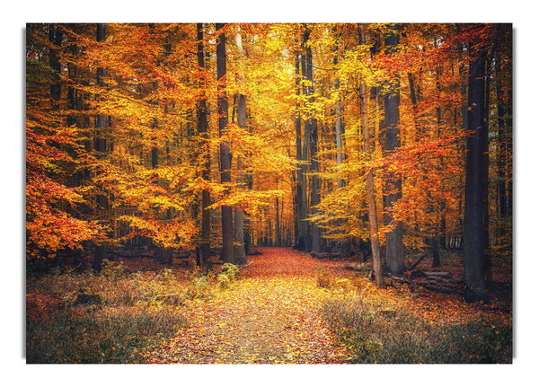 Orange woods in the autumn