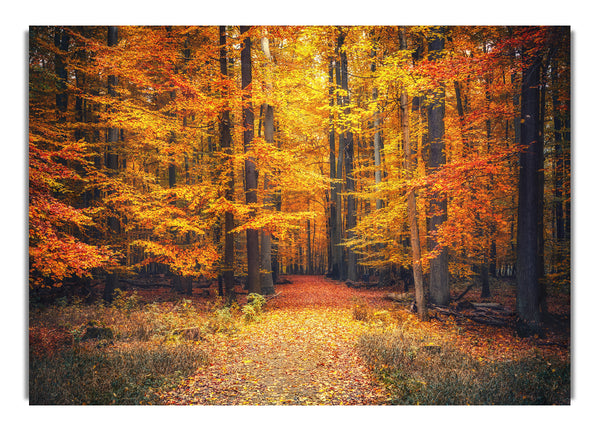 Orangenwälder im Herbst