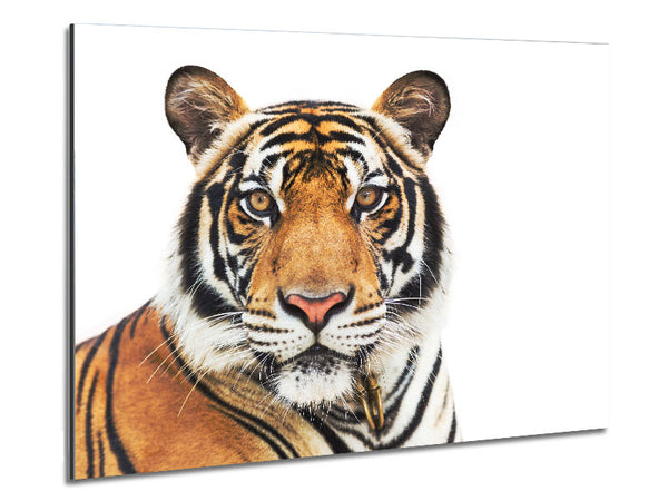 Tiger starrt in die Kamera