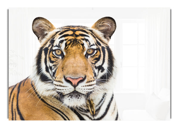 Tiger staring at the camera