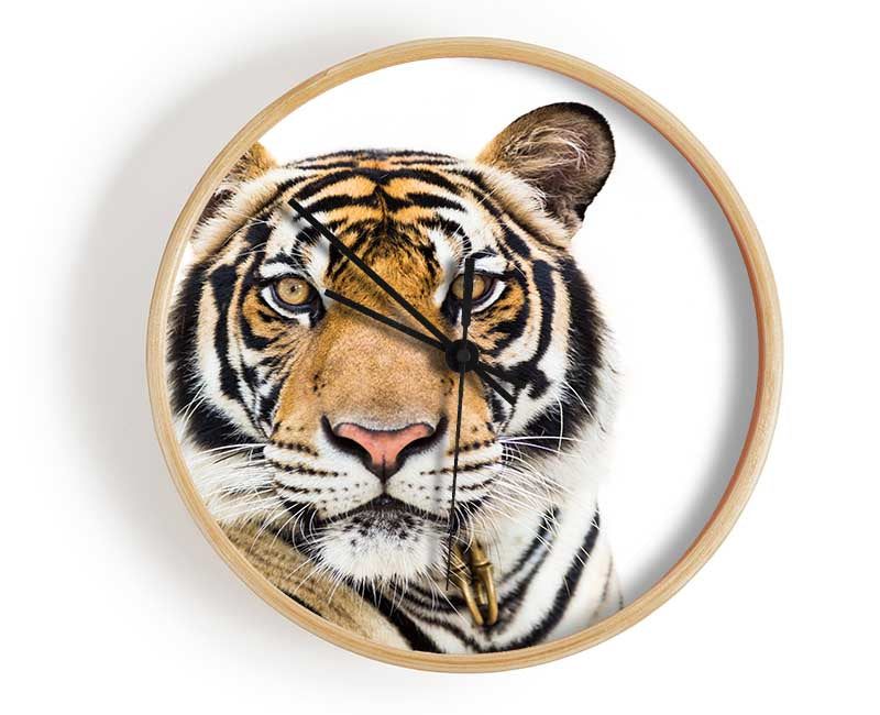 Tiger staring at the camera Clock - Wallart-Direct UK