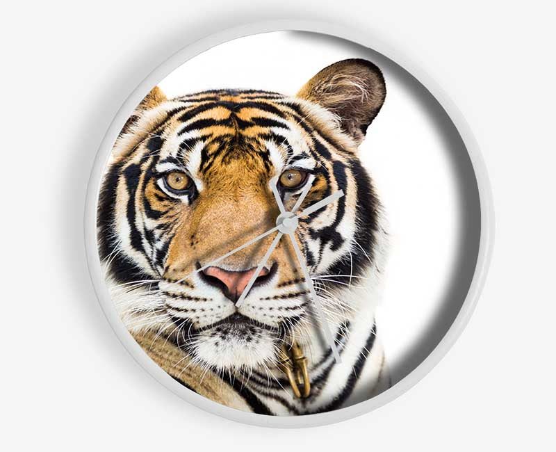 Tiger staring at the camera Clock - Wallart-Direct UK
