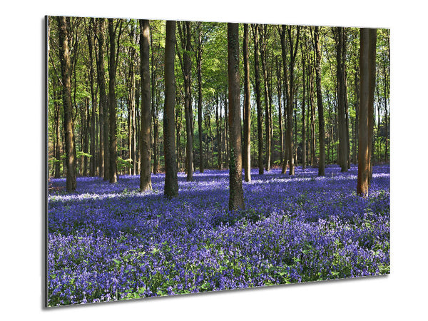 Schöne lila Blumen im Wald