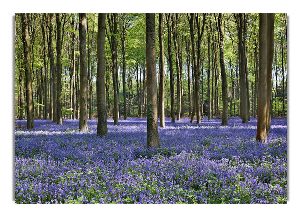 Schöne lila Blumen im Wald