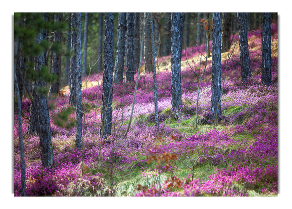 Abwärts durch Wälder