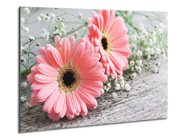 Rosa Gerbera Festlegung in der Nähe
