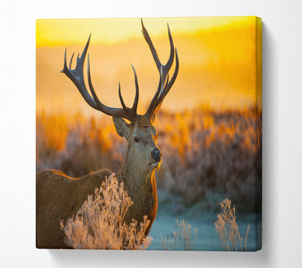 A Square Canvas Print Showing Crisp winters stag Square Wall Art