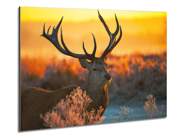 Knackiger Winterhirsch