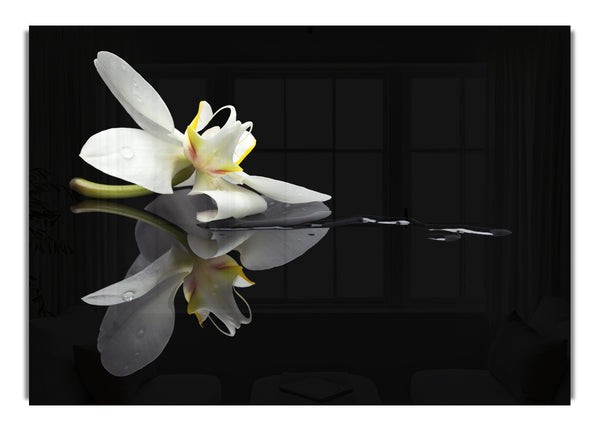 Orchidee auf Schwarz
