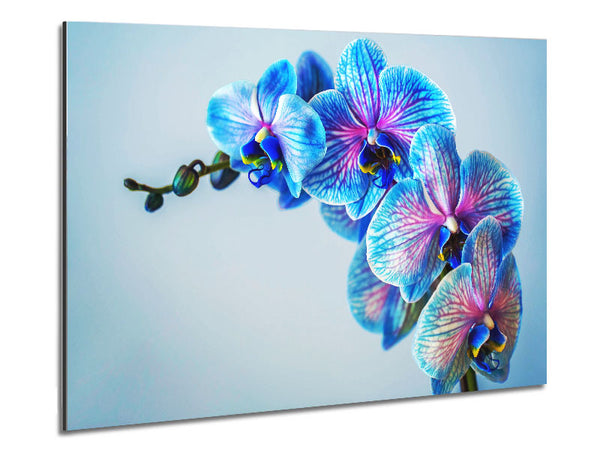 Blue orchids close up
