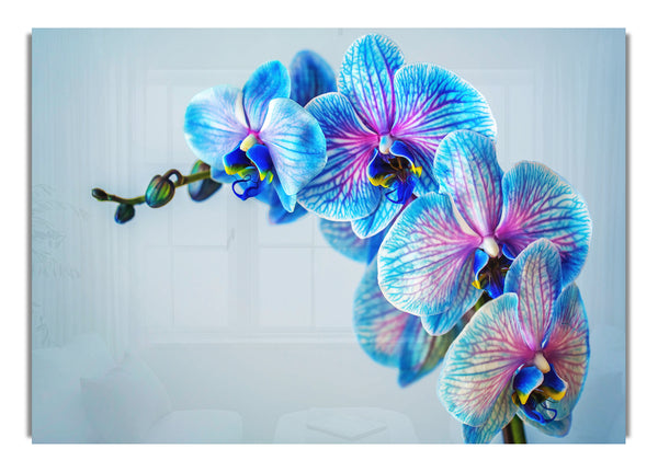 Blue orchids close up