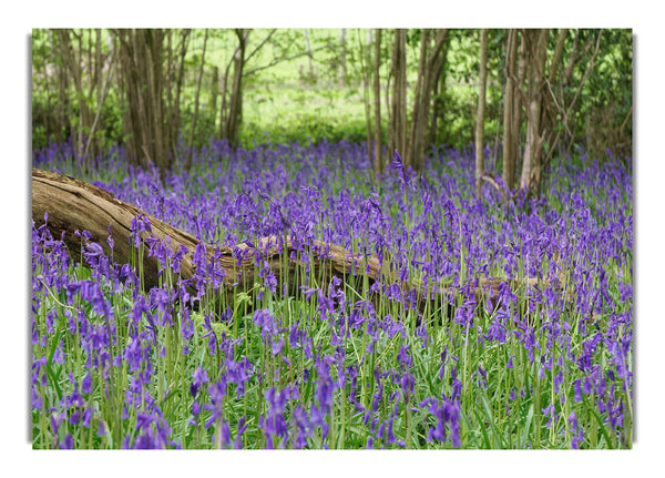 Purple flowers in the meadow
