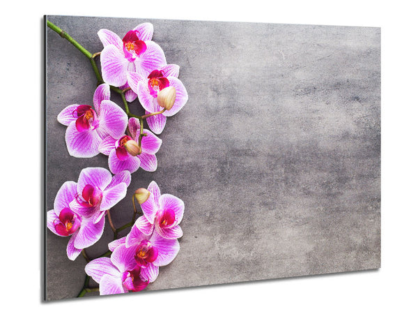 Pink Orchids on grey