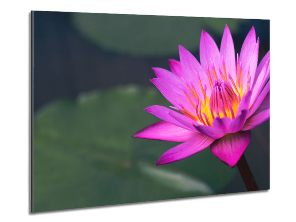 Lotusblüte aus nächster Nähe rosa