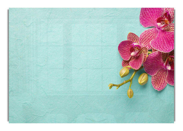 Orchideen auf dem blauen