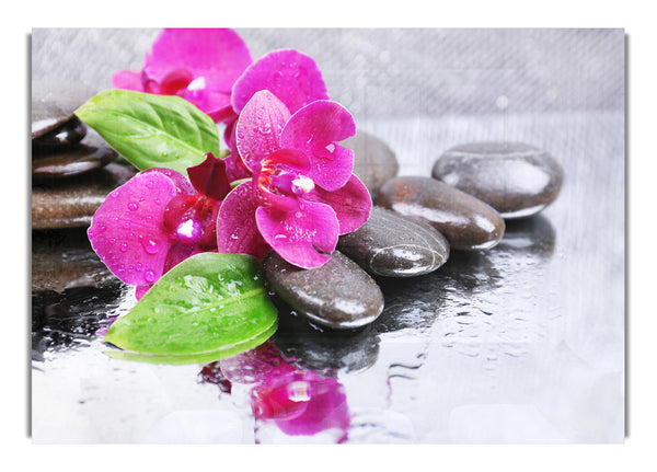 Orchids on the wet pebbles