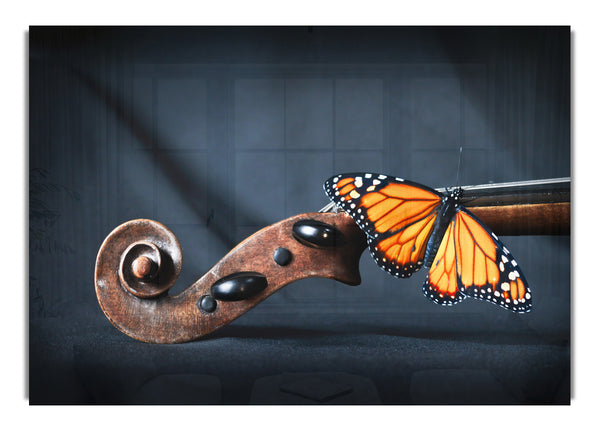 Schmetterling ruht auf Instrument