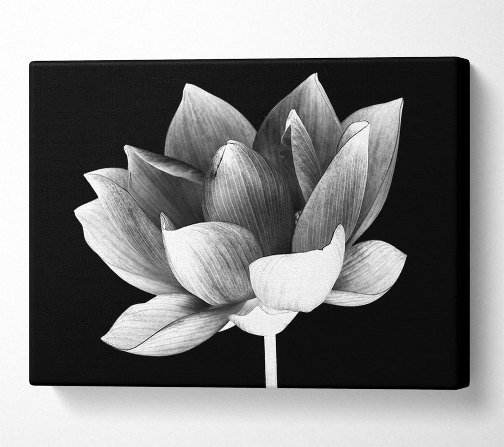 Picture of Black and white flower beauty Canvas Print Wall Art