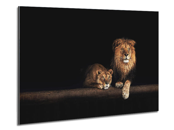 Lions resting in the dark Metal Print