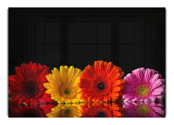 Mehrfarbige Gerbera