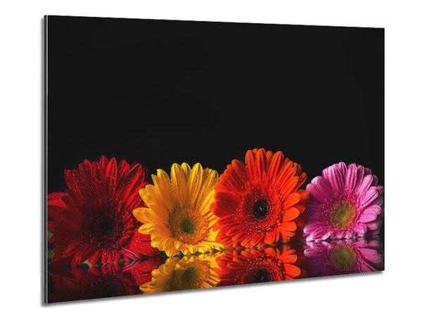 Mehrfarbige Gerbera