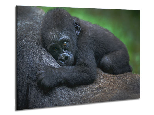 Gorillababy hält sich fest